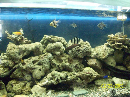 saltwater fish - dascyllus melanurus - four stripe damselfish stocking in 60 gallons tank - updated saltwater fish - dascyllus melanurus - four stripe damselfish stocking in 60 gallons tank - updated