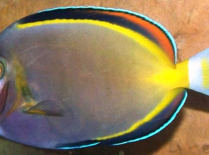 saltwater fish - acanthurus japonicus - powder brown tang stocking in 120 gallons tank - Powder Brown Tang saltwater fish - acanthurus japonicus - powder brown tang stocking in 120 gallons tank - Powder Brown Tang