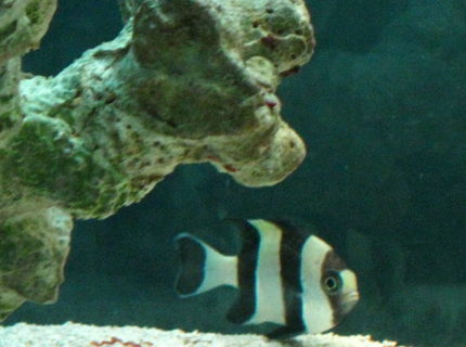 saltwater fish - dascyllus melanurus - four stripe damselfish stocking in 50 gallons tank - Black and Yellow Damsel saltwater fish - dascyllus melanurus - four stripe damselfish stocking in 50 gallons tank - Black and Yellow Damsel