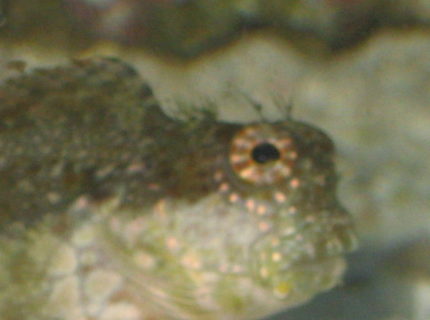 saltwater fish - salarias fasciatus - sailfin/algae blenny stocking in 90 gallons tank - I'm watching you! saltwater fish - salarias fasciatus - sailfin/algae blenny stocking in 90 gallons tank - I'm watching you!