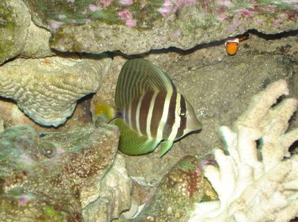 saltwater fish - zebrasoma veliferum - sailfin tang stocking in 76 gallons tank - Sailfin Tang and Nemo peeking out! saltwater fish - zebrasoma veliferum - sailfin tang stocking in 76 gallons tank - Sailfin Tang and Nemo peeking out!