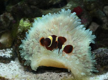 saltwater fish - premnas biaculeatus - maroon clownfish stocking in 29 gallons tank - New clown fish (aka. Stoney) saltwater fish - premnas biaculeatus - maroon clownfish stocking in 29 gallons tank - New clown fish (aka. Stoney)