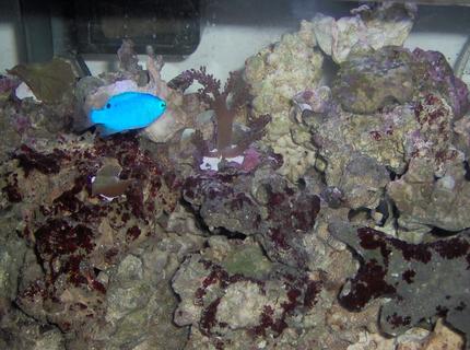 saltwater fish - chrysiptera cyanea - blue damselfish stocking in 10 gallons tank - Blus Damsel, Kenya Tree, Leather Coral and Zoo's saltwater fish - chrysiptera cyanea - blue damselfish stocking in 10 gallons tank - Blus Damsel, Kenya Tree, Leather Coral and Zoo's