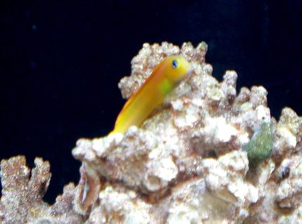 saltwater fish - ecsenius midas - midas blenny stocking in 50 gallons tank - Midas Blenny saltwater fish - ecsenius midas - midas blenny stocking in 50 gallons tank - Midas Blenny