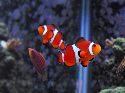 Rated #5: Saltwater Fish - Amphiprion Ocellaris - Ocellaris Clownfish Stocking In 29 Gallons Tank - My fish are photogenic...but I need a macro lens like crazy. They pose for me...as you see. :) Rated #5: Saltwater Fish - Amphiprion Ocellaris - Ocellaris Clownfish Stocking In 29 Gallons Tank - My fish are photogenic...but I need a macro lens like crazy. They pose for me...as you see. :)