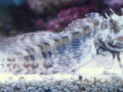 saltwater fish - salarias fasciatus - sailfin/algae blenny stocking in 30 gallons tank - My Buddy Mow saltwater fish - salarias fasciatus - sailfin/algae blenny stocking in 30 gallons tank - My Buddy Mow