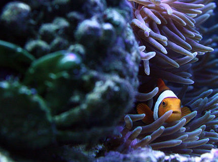 Rated #3: Saltwater Fish - Amphiprion Percula - True Percula Clownfish Stocking In 29 Gallons Tank - Peek-a-boo Nemo. Notice the Green Emerald Crab in the front Rated #3: Saltwater Fish - Amphiprion Percula - True Percula Clownfish Stocking In 29 Gallons Tank - Peek-a-boo Nemo. Notice the Green Emerald Crab in the front