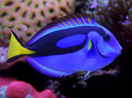 saltwater fish - paracanthurus hepatus var. - yellow belly regal blue tang stocking in 125 gallons tank - Blue Tang saltwater fish - paracanthurus hepatus var. - yellow belly regal blue tang stocking in 125 gallons tank - Blue Tang