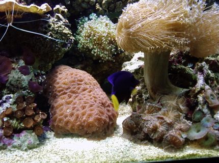 saltwater fish - zebrasoma xanthurum - purple tang stocking in 75 gallons tank - assorted corals and puple tang saltwater fish - zebrasoma xanthurum - purple tang stocking in 75 gallons tank - assorted corals and puple tang