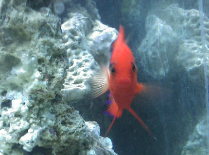 saltwater fish - centropyge loriculus - flame angelfish stocking in 55 gallons tank - Flame Angel saltwater fish - centropyge loriculus - flame angelfish stocking in 55 gallons tank - Flame Angel