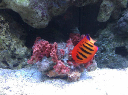 saltwater fish - centropyge loriculus - flame angelfish stocking in 55 gallons tank - Flame Angel & Spiney Oyster saltwater fish - centropyge loriculus - flame angelfish stocking in 55 gallons tank - Flame Angel & Spiney Oyster