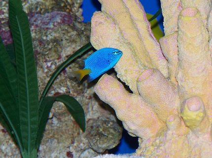 saltwater fish - chrysiptera parasema - yellowtail damselfish stocking in 50 gallons tank - New damsel making himself at home saltwater fish - chrysiptera parasema - yellowtail damselfish stocking in 50 gallons tank - New damsel making himself at home