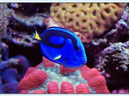 saltwater fish - paracanthurus hepatus - blue tang stocking in 125 gallons tank - Blue Tang saltwater fish - paracanthurus hepatus - blue tang stocking in 125 gallons tank - Blue Tang