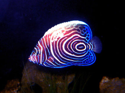 Rated #7: Saltwater Fish - Pomacanthus Imperator - Imperator Angelfish Stocking In 130 Gallons Tank - Imperator Angel Fish - took a pic of him at night when he was roaming around. : ) Rated #7: Saltwater Fish - Pomacanthus Imperator - Imperator Angelfish Stocking In 130 Gallons Tank - Imperator Angel Fish - took a pic of him at night when he was roaming around. : )
