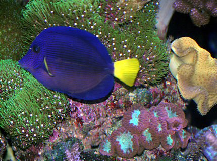 saltwater fish - zebrasoma xanthurum - purple tang stocking in 180 gallons tank - purple tang and GSP saltwater fish - zebrasoma xanthurum - purple tang stocking in 180 gallons tank - purple tang and GSP