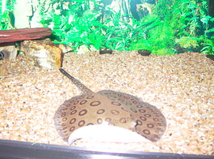 saltwater fish - taeniura lymma - blue dot stingray stocking in 125 gallons tank - motoro sting ray saltwater fish - taeniura lymma - blue dot stingray stocking in 125 gallons tank - motoro sting ray