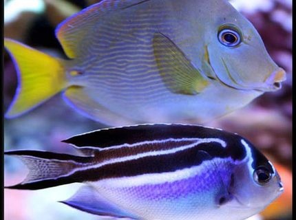 Rated #10: Saltwater Fish - Acanthurus Coeruleus - Atlantic Blue Tang Stocking In 500 Gallons Tank - Atlantic blue tang and Bellus angel Rated #10: Saltwater Fish - Acanthurus Coeruleus - Atlantic Blue Tang Stocking In 500 Gallons Tank - Atlantic blue tang and Bellus angel