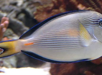 Rated #6: Saltwater Fish - Acanthurus Sohal - Sohal Tang Stocking In 375 Gallons Tank - Sohal Tang Rated #6: Saltwater Fish - Acanthurus Sohal - Sohal Tang Stocking In 375 Gallons Tank - Sohal Tang
