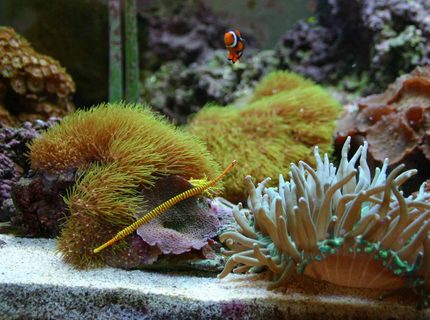 saltwater fish - doriorhamphus dactyliophorus - banded pipefish stocking in 80 gallons tank - My Pipe Fish, "Pin Stripe Pipe" saltwater fish - doriorhamphus dactyliophorus - banded pipefish stocking in 80 gallons tank - My Pipe Fish, "Pin Stripe Pipe"
