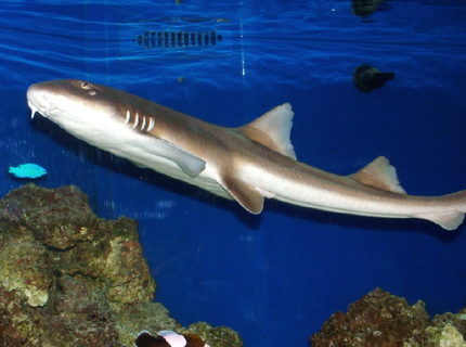 Rated #5: Saltwater Fish - Brown Banded Bamboo Shark - Adult Brown Banded Bamboo Shark Rated #5: Saltwater Fish - Brown Banded Bamboo Shark - Adult Brown Banded Bamboo Shark