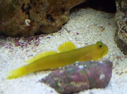 saltwater fish - cryptocentrus cinctus - yellow watchman goby stocking in 20 gallons tank - Yellow Watchmen Goby saltwater fish - cryptocentrus cinctus - yellow watchman goby stocking in 20 gallons tank - Yellow Watchmen Goby