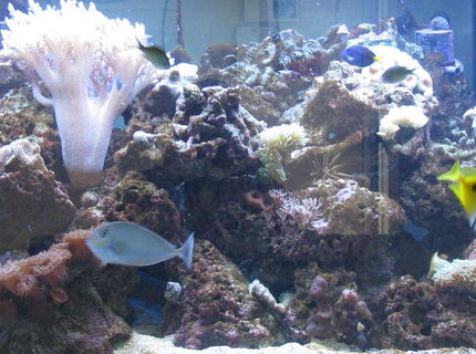 saltwater fish - naso vlamingii - vlamingii tang stocking in 500 gallons tank - 9 month mark on the tank saltwater fish - naso vlamingii - vlamingii tang stocking in 500 gallons tank - 9 month mark on the tank
