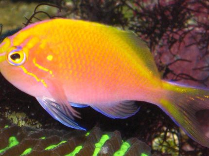 Rated #9: Saltwater Fish - Serranocirrhitus Latus - Fathead Sunburst Anthias Stocking In 20 Gallons Tank - My Sunburst Anthias Rated #9: Saltwater Fish - Serranocirrhitus Latus - Fathead Sunburst Anthias Stocking In 20 Gallons Tank - My Sunburst Anthias