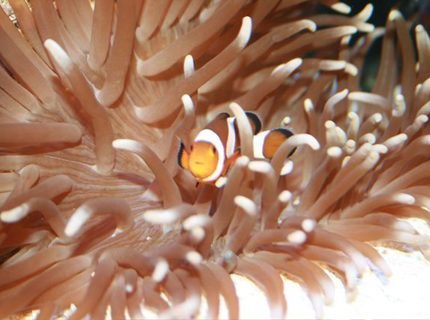 Rated #3: Saltwater Fish - Amphiprion Percula - True Percula Clownfish Stocking In 75 Gallons Tank - ....... Rated #3: Saltwater Fish - Amphiprion Percula - True Percula Clownfish Stocking In 75 Gallons Tank - .......