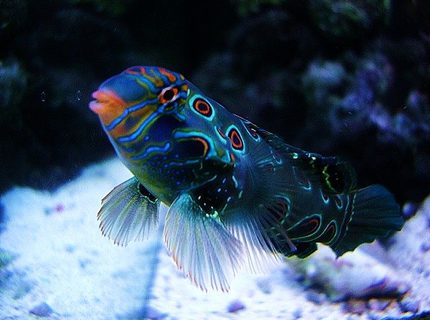 saltwater fish - synchiropus picturatus - spotted mandarin stocking in 40 gallons tank - Green Target Mandrine saltwater fish - synchiropus picturatus - spotted mandarin stocking in 40 gallons tank - Green Target Mandrine