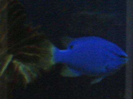 saltwater fish - chrysiptera cyanea - blue damselfish stocking in 44 gallons tank - Blue Damsel saltwater fish - chrysiptera cyanea - blue damselfish stocking in 44 gallons tank - Blue Damsel