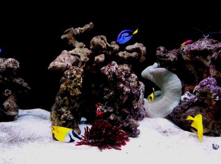 saltwater fish - paracanthurus hepatus - blue tang stocking in 60 gallons tank - A 6ft FOWLR Tank located at where i work in Singapore, STOLZ Engrg... saltwater fish - paracanthurus hepatus - blue tang stocking in 60 gallons tank - A 6ft FOWLR Tank located at where i work in Singapore, STOLZ Engrg...