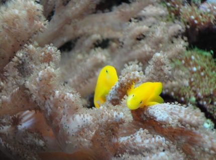 saltwater fish - gobiodon okinawae - clown goby, yellow stocking in 39 gallons tank - Yellow Clown Gobies saltwater fish - gobiodon okinawae - clown goby, yellow stocking in 39 gallons tank - Yellow Clown Gobies
