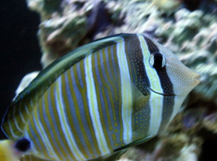 Rated #6: Saltwater Fish - Zebrasoma Desjardini - Sailfin Tang, Desjardini Stocking In 55 Gallons Tank - Sailfin Tang Rated #6: Saltwater Fish - Zebrasoma Desjardini - Sailfin Tang, Desjardini Stocking In 55 Gallons Tank - Sailfin Tang