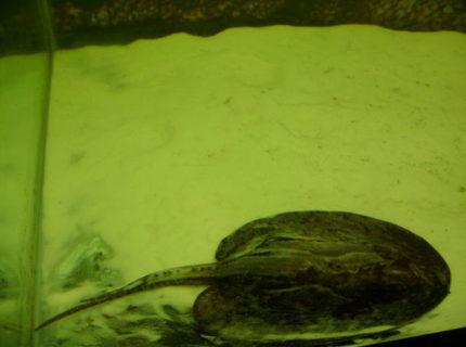 saltwater fish - potamotrygon motoro - motoro stingray stocking in 90 gallons tank - my motoro stingray, stinger. saltwater fish - potamotrygon motoro - motoro stingray stocking in 90 gallons tank - my motoro stingray, stinger.