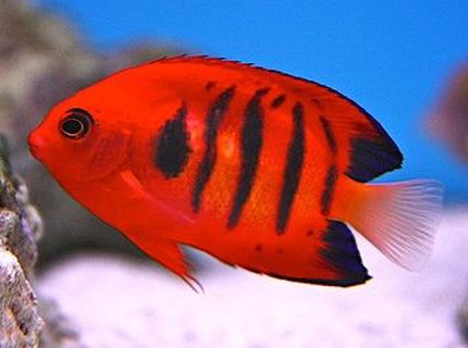 saltwater fish - centropyge loriculus - flame angelfish stocking in 90 gallons tank - my flame angel saltwater fish - centropyge loriculus - flame angelfish stocking in 90 gallons tank - my flame angel