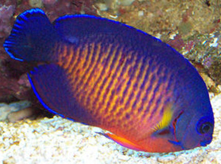 saltwater fish - centropyge bispinosa - coral beauty angelfish stocking in 90 gallons tank - coral beauty angel saltwater fish - centropyge bispinosa - coral beauty angelfish stocking in 90 gallons tank - coral beauty angel