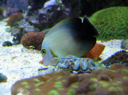 Rated #10: Saltwater Fish - Acanthurus Chronixis - Mimic Half Black Tang Stocking In 28 Gallons Tank - halfblack mimic tang Rated #10: Saltwater Fish - Acanthurus Chronixis - Mimic Half Black Tang Stocking In 28 Gallons Tank - halfblack mimic tang