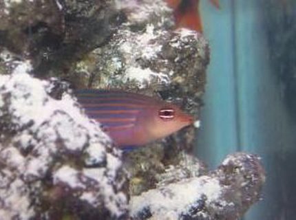saltwater fish - pseudocheilinus hexataenia - six line wrasse stocking in 55 gallons tank - six line wrasse poking his head out of the live rock. He is so difficult to get a good pic of. saltwater fish - pseudocheilinus hexataenia - six line wrasse stocking in 55 gallons tank - six line wrasse poking his head out of the live rock. He is so difficult to get a good pic of.