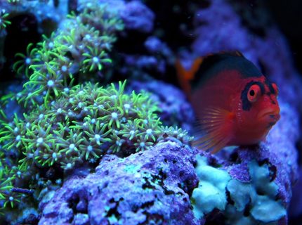 Rated #4: Saltwater Fish - Neocirrhitus Armatus - Flame Hawkfish Stocking In 75 Gallons Tank - my flame hawkfish chillin Rated #4: Saltwater Fish - Neocirrhitus Armatus - Flame Hawkfish Stocking In 75 Gallons Tank - my flame hawkfish chillin'