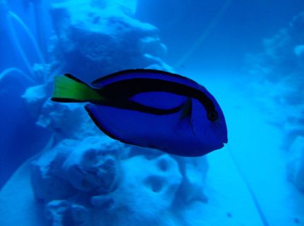 saltwater fish - paracanthurus hepatus - blue tang stocking in 140 gallons tank - Just keep swimming, just keep swimming... saltwater fish - paracanthurus hepatus - blue tang stocking in 140 gallons tank - Just keep swimming, just keep swimming...
