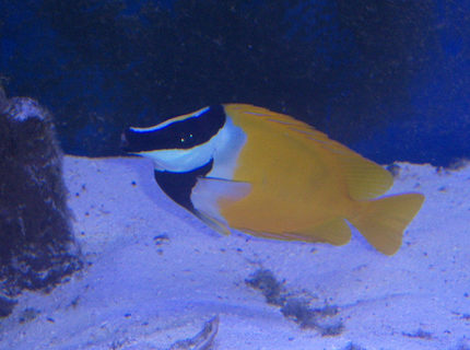saltwater fish - siganus vulpinus - foxface lo stocking in 180 gallons tank - Fox Face saltwater fish - siganus vulpinus - foxface lo stocking in 180 gallons tank - Fox Face