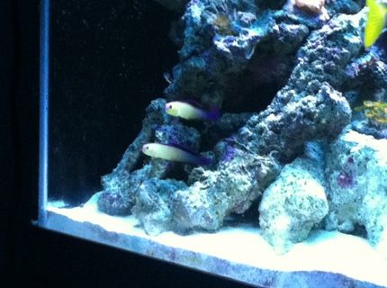 Rated #7: Saltwater Fish - Nemateleotris Decora - Firefish, Purple Stocking In 90 Gallons Tank - Our Purple Firefish Couple Rated #7: Saltwater Fish - Nemateleotris Decora - Firefish, Purple Stocking In 90 Gallons Tank - Our Purple Firefish Couple