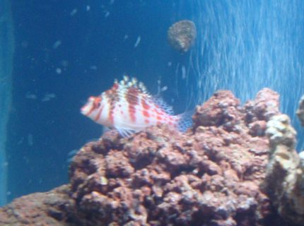 saltwater fish - cirrhitichthys falco - falco hawkfish stocking in 20 gallons tank - hawkfish saltwater fish - cirrhitichthys falco - falco hawkfish stocking in 20 gallons tank - hawkfish