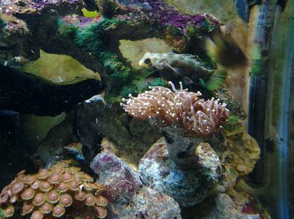 saltwater fish - synchiropus picturatus - spotted mandarin stocking in 30 gallons tank - Spotted Mandarin, Purple Torch Coral, and some Zoes saltwater fish - synchiropus picturatus - spotted mandarin stocking in 30 gallons tank - Spotted Mandarin, Purple Torch Coral, and some Zoes