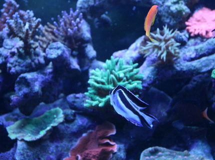 saltwater fish - genicanthus bellus - bellus angelfish stocking in 90 gallons tank - Bellus Angel one of 4 largest female is Morphing into Male Yeah!!!! saltwater fish - genicanthus bellus - bellus angelfish stocking in 90 gallons tank - Bellus Angel one of 4 largest female is Morphing into Male Yeah!!!!