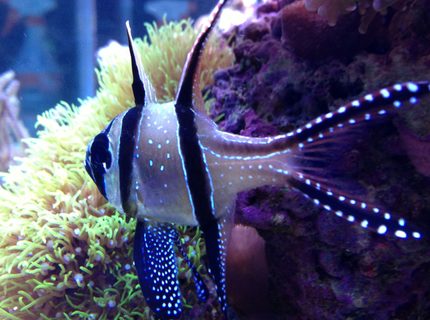 Rated #2: Saltwater Fish - Pterapogon Kauderni Stocking In 90 Gallons Tank - tank bred banggai cardinalfish Rated #2: Saltwater Fish - Pterapogon Kauderni Stocking In 90 Gallons Tank - tank bred banggai cardinalfish