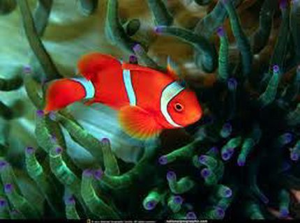 saltwater fish - premnas biaculeatus - yellowstripe maroon clownfish stocking in 89 gallons tank - red fish saltwater fish - premnas biaculeatus - yellowstripe maroon clownfish stocking in 89 gallons tank - red fish