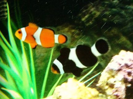 saltwater fish - amphiprion ocellaris - ocellaris clownfish stocking in 26 gallons tank - Pair of ocellaris clownfish saltwater fish - amphiprion ocellaris - ocellaris clownfish stocking in 26 gallons tank - Pair of ocellaris clownfish