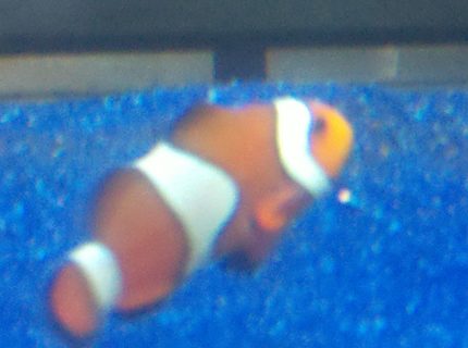 saltwater fish - amphiprion percula - true percula clownfish stocking in 55 gallons tank - Few of my clowns saltwater fish - amphiprion percula - true percula clownfish stocking in 55 gallons tank - Few of my clowns