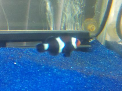 saltwater fish - amphiprion percula - true percula clownfish stocking in 55 gallons tank - Bc saltwater fish - amphiprion percula - true percula clownfish stocking in 55 gallons tank - Bc